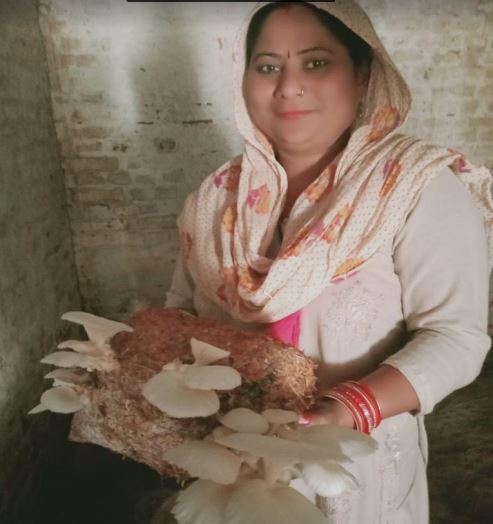 Training Series part 2- Mushroom Cultivation training on-site (Final Cultivation)